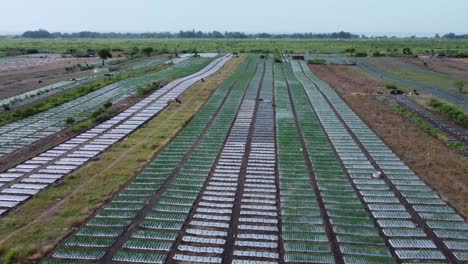 Aerial-view-of-a-vast-expanse-of-onion-seeding-fields