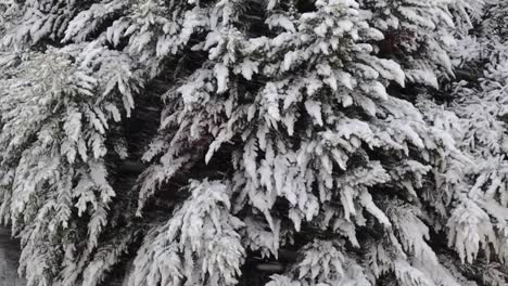 Waldbäume,-Die-Während-Des-Winterschneesturms-In-Istanbul,-Türkei,-Mit-Frost-Bedeckt-Sind---Luftdrohnenaufnahme