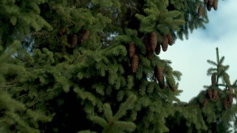 Brown-pine-cones-hanging-on-a-branch-of-a-slowly-moving-Pine-Tree-in-the-wind-on-a-partly-cloudy-day