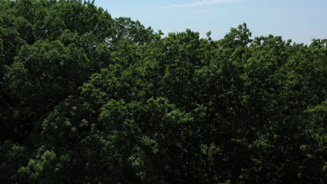 Una-Vista-Aérea-Sobre-Las-Copas-De-Los-árboles-Verdes-En-Un-Parque-En-Un-Día-Soleado