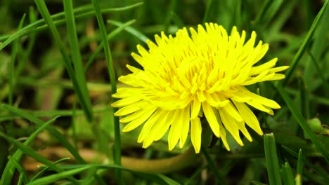 Bright-yellow-composite-flower-of-a-well-known-weedy-perennial-herb,-Taraxacum-officinale-,-growing-between-the-grass