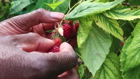 Slow-motion-of-a-person,-of-african-ethnicity,-picking-raspberries-in-a-garden-setting