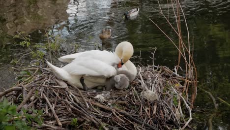 White-mother-swan-nesting-and-protecting-young-cygnet-baby-birds-next-to-lake-water