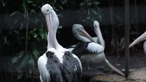 Gruppe-Australischer-Pelikane-Auf-Der-Suche-Nach-Nahrung