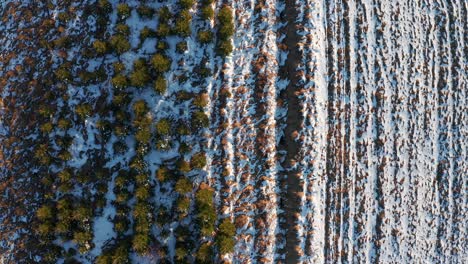 Vertikale-Aufnahme-Einer-Verschneiten-Ländlichen-Landschaft-In-Der-Nähe-Des-Dorfes-Podczerwone-In-Polen-Im-Winter