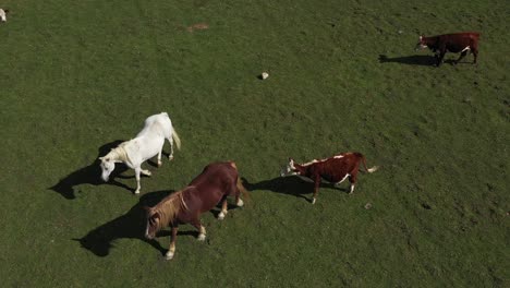 Dos-Caballos-Caminando-Juntos-En-Pastos-Compartidos-Con-Vacas