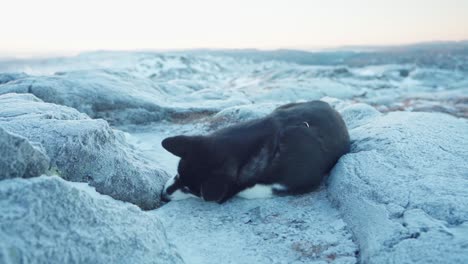 Zitternde-Hunderasse-Alaskan-Malamute,-Die-Im-Winter-In-Norwegen-Auf-Einer-Schneebedeckten-Felslandschaft-Liegt