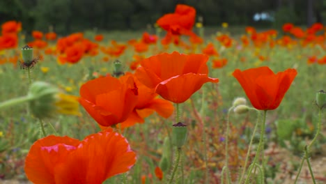 Poppies-moving-with-the-wind.-Macro