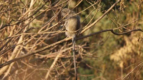 Vervet-monkey-resting-on-a-leafless-branch,-back-view