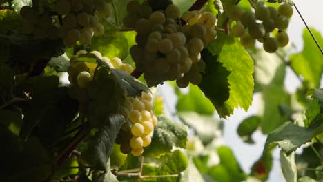Beautiful-white-grape-bunch-in-summer-in-a-vineyard-in-Spain