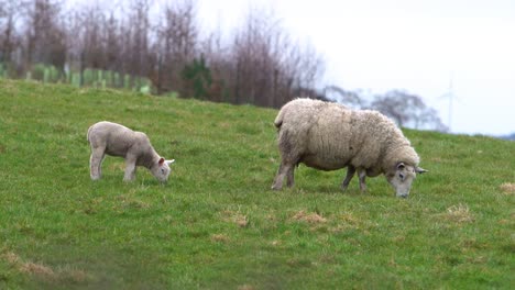 Mother-sheep-and-little-lamb-eating-together-on-green-meadow-hill