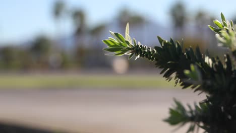Grüne-Blätter-Der-Pohutukawa-Pflanze,-Die-Auf-Der-Straße-In-Kalifornien-Wächst,-Nahaufnahme