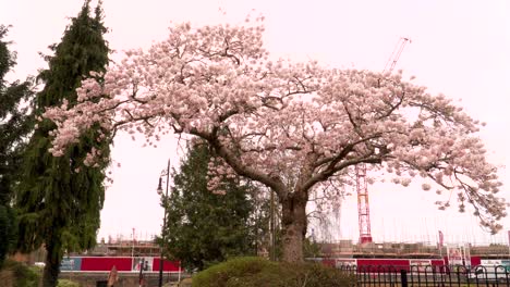 4K-blossom-cherry-tree-in-the-middle-of-the-park-in-taunton-somerset,-random-person-walking-by-the-side-of-the-tree,-and-a-construction-site-on-the-background