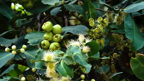 Closeup-of-Chinese-plum-fruit-in-Vietnamese-jungle