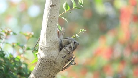 Squirrel-eats-nuts-in-the-park