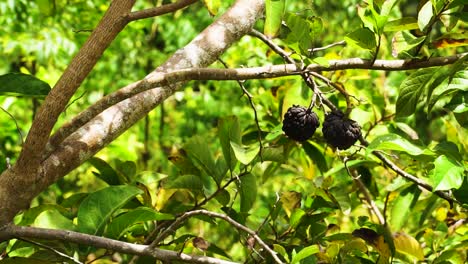Exotische-Quarkapfelfrucht-In-Bunter-Vietnamesischer-Dschungelszene