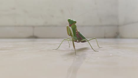 Praying-Mantis-busy-cleaning-it's-own-feet