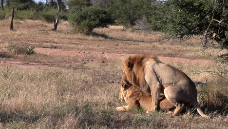 Löwen-Paaren-Sich-Tagsüber-In-Der-Afrikanischen-Wildnis-Mit-Kopierraum