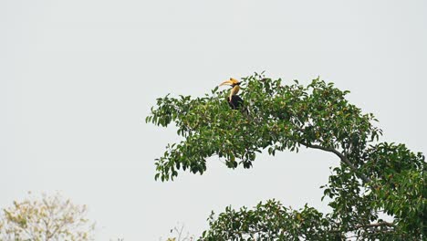 Great-Hornbill,-Buceros-bicornis,-perching-at-the-top-of-a-tall-tree-from-a-distance-while-feeding-on-ripened-fruits