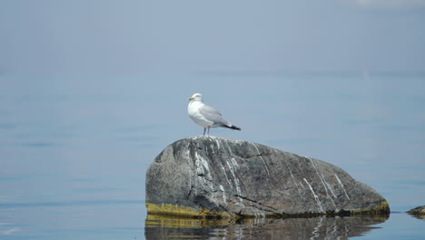 Seagull-gull-bird-casually-standing-on-top-rock-stone-water-wet-waiting-fishing-fish-food-feed-eggs-birds-predator-nest-alone-lonely-white-wadder-sea-birds-harbor-mine-oceania-ocean-sea-duck-flying