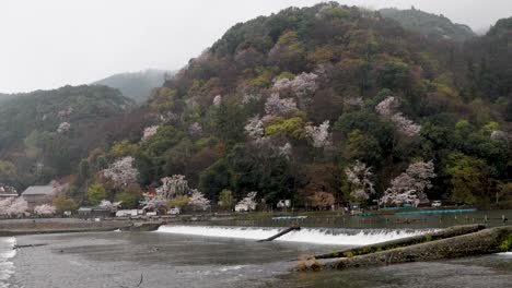 Die-Kirschblüte-In-Kyoto