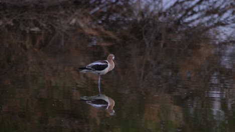 Avocet-looks-calmly-in-a-pond-with-its-reflection-directly-below