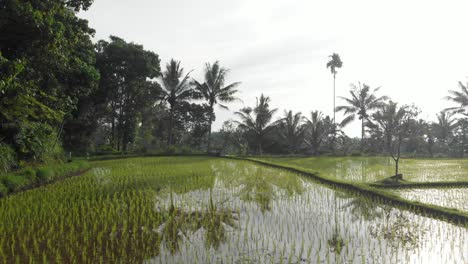 Rice-paddy-field-with-bright-sunlight-on-tropical-island-of-Lombok,-rural