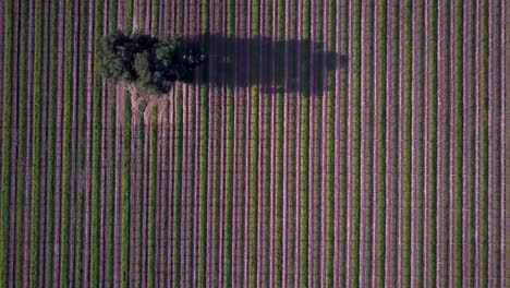 Aerial-bird's-eye-view-of-vineyard-crop,-field-of-vines-growing-in-countryside