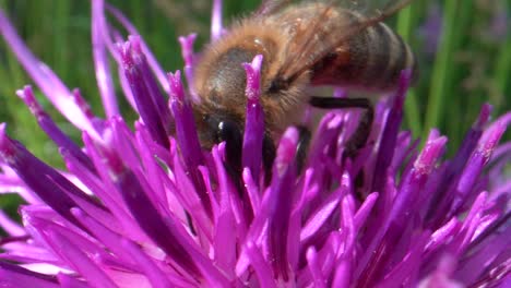 Extreme-Makro-Nahaufnahme-Der-Biene,-Die-Während-Der-Bestäubungszeit-Pollen-In-Lila-Blüten-Sammelt