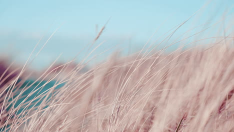 Dreamy-wind-breeze-long-grass-beach-pink-stray-sandy-sand-afternoon-background-calm-relaxing-flow-wheat-hay-depth-of-field-blurry-slow-motion-dry-wet-seaside-fishes-shore-coral-sandpiper-macro-close