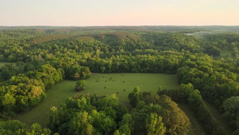Flying-over-a-beautiful-green-Tennessee-landscape,-revealing-cows-grazing-in-a-meadow