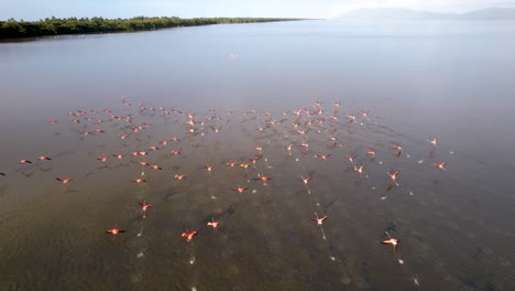 Aerial-view-of-a-flamingos-flock-flying-in-Unare-lake,-in-Venezuela