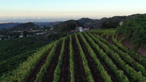 aerial-drone-shot-of-vineyards-located-on-the-island-of-Gran-Canaria
