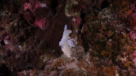 Nudibranch-Egretta-Colgando-De-Un-Arrecife-De-Coral-A-La-Deriva-En-Una-Corriente-Suave