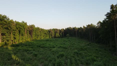 Aerial-flight-over-cleared-forest-area-and-new-planting-trees-in-wildlife
