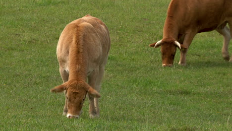 Young-cute-brown-cow-grazing-on-green-meadow-and-looking-at-camera,close-up