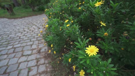 Viele-Gelbe-Blumen-Im-Garten