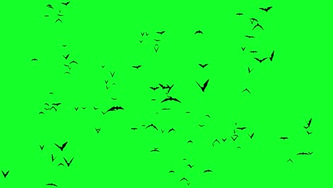 Schwarmanimation-Oder-Große-Menge-Greenscreen-Fledermäuse,-Videoüberlagerung