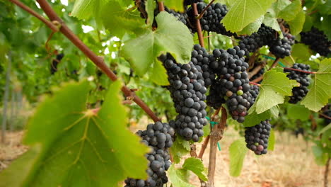Bunches-of-red-grapes-in-vineyard-ready-to-be-harvested