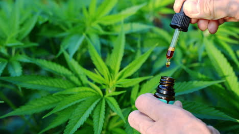 Hand-holding-droplet-of-Cannabis-oil-against-Marijuana-buds