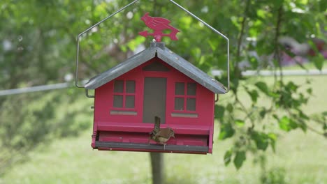 Kleiner-Brauner-Vogel-Auf-Roter-Scheune-Vogelhäuschen-Zeitlupe