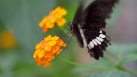 Schwarzer-Schwalbenschwanzschmetterling,-Der-Auf-Blühender-Blume-Ruht-Und-Flügel-In-Zeitlupe-Schlägt,-Makroansicht