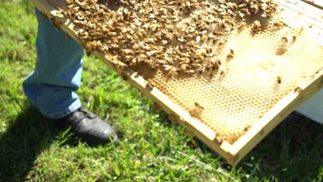 Statischer-Schuss,-Der-Auf-Die-Bienenkönigin-In-Der-Bienenstockkombination-Zeigt