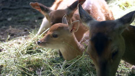 Group-of-baby-fawn-eating-hay-outdoors-during-sunlight-in-zoo,close-up