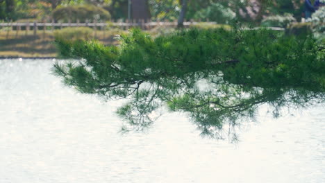 Pino-Verde-Japonés-Con-Agua-Brillante-En-El-Fondo-Del-Jardín-Kenrokuen,-Kanazawa,-Ishikawa,-Japón