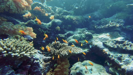 Eine-Schule-Von-Barbier-rouge-fischen,-Die-Entlang-Des-Tropischen-Barriereriffs-Um-Die-Insel-Grande-Terre,-Neukaledonien,-Schwimmen---Unterwasseransicht