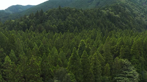 Forest-of-Gifu-Japan,-Aerial-pan-over-tree-tops