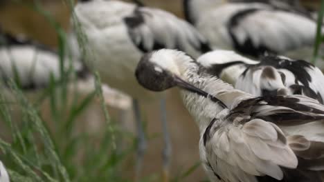 Pied-Avocet-Bird-preening-feathers-among-flock---Close-up