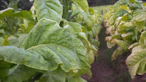 Tobacco-growing-in-a-field-in-southern-Orange-County,-North-Carolina