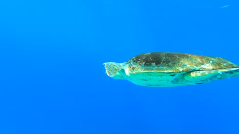 Sea-turtle-swimming-underwater-at-Limeni,-Greece